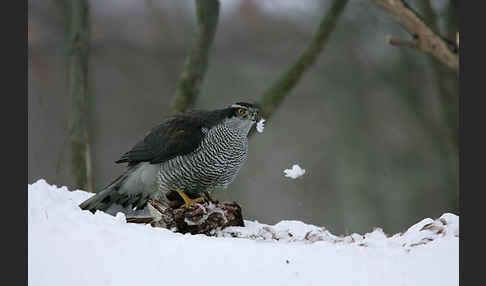 Habicht (Accipiter gentilis)