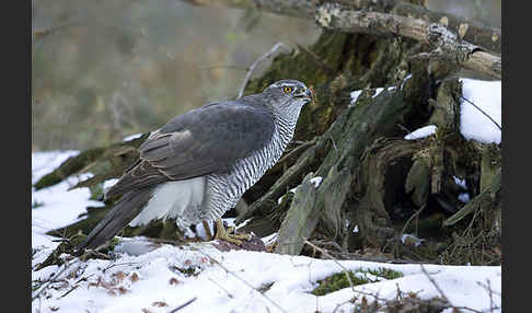 Habicht (Accipiter gentilis)