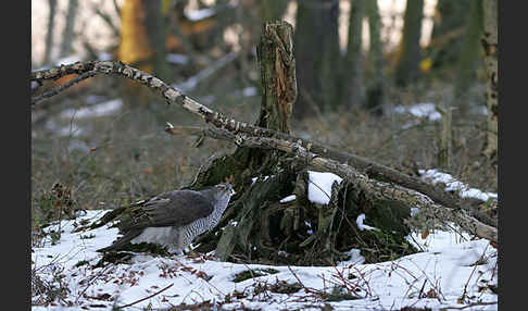 Habicht (Accipiter gentilis)