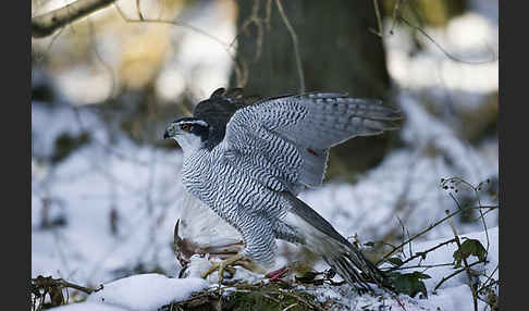 Habicht (Accipiter gentilis)