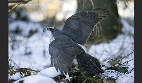 Habicht (Accipiter gentilis)