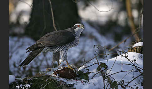 Habicht (Accipiter gentilis)