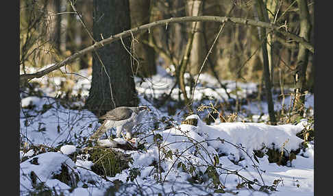 Habicht (Accipiter gentilis)