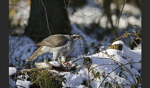 Habicht (Accipiter gentilis)