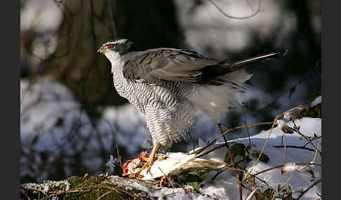 Habicht (Accipiter gentilis)