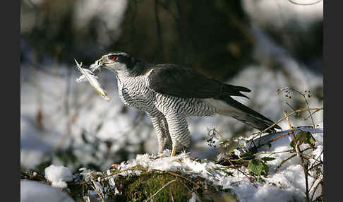 Habicht (Accipiter gentilis)