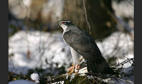 Habicht (Accipiter gentilis)