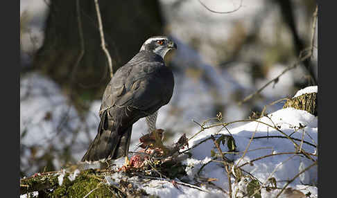 Habicht (Accipiter gentilis)