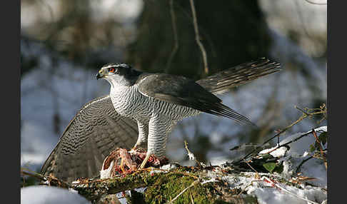 Habicht (Accipiter gentilis)