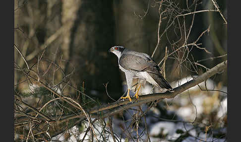 Habicht (Accipiter gentilis)