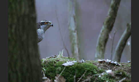 Habicht (Accipiter gentilis)