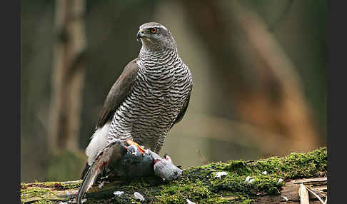 Habicht (Accipiter gentilis)