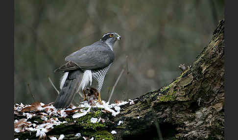 Habicht (Accipiter gentilis)