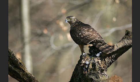 Habicht (Accipiter gentilis)