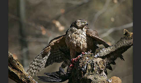 Habicht (Accipiter gentilis)