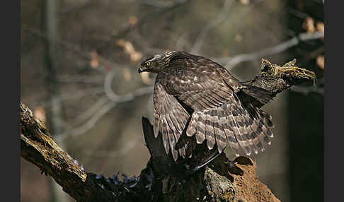 Habicht (Accipiter gentilis)