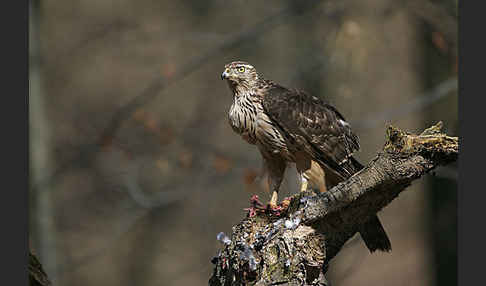 Habicht (Accipiter gentilis)