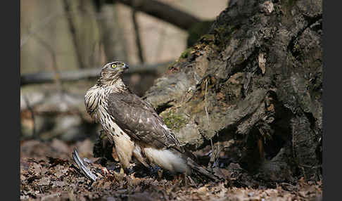 Habicht (Accipiter gentilis)