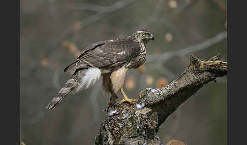 Habicht (Accipiter gentilis)