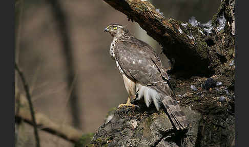 Habicht (Accipiter gentilis)