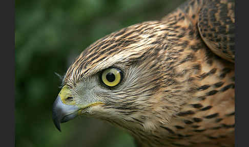 Habicht (Accipiter gentilis)