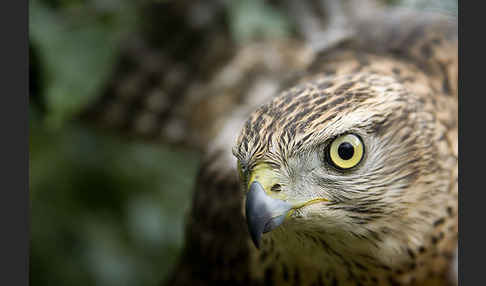 Habicht (Accipiter gentilis)