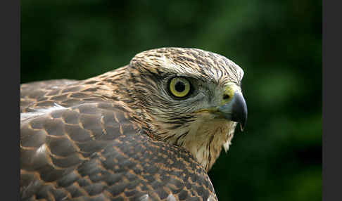 Habicht (Accipiter gentilis)