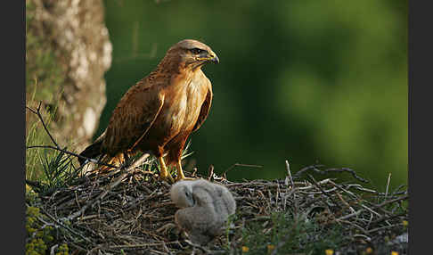 Adlerbussard (Buteo rufinus)