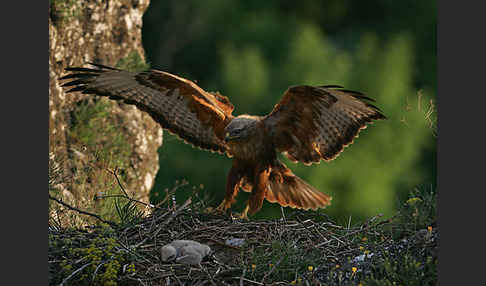 Adlerbussard (Buteo rufinus)