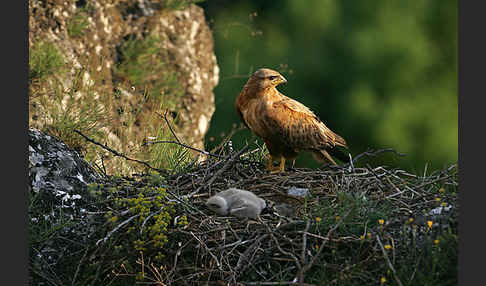 Adlerbussard (Buteo rufinus)