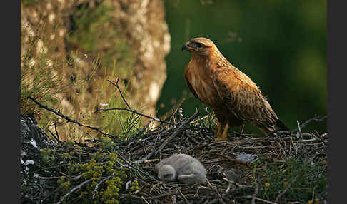 Adlerbussard (Buteo rufinus)