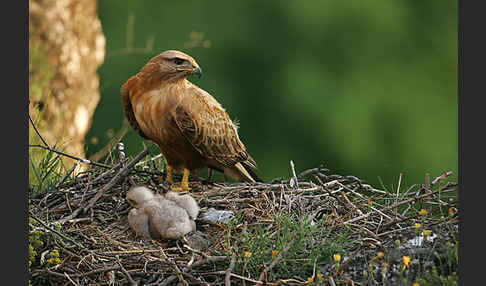 Adlerbussard (Buteo rufinus)