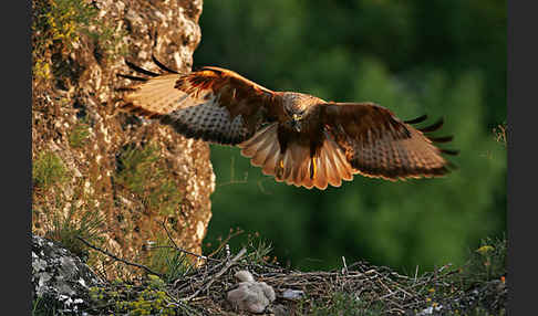 Adlerbussard (Buteo rufinus)