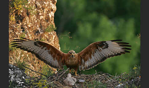 Adlerbussard (Buteo rufinus)