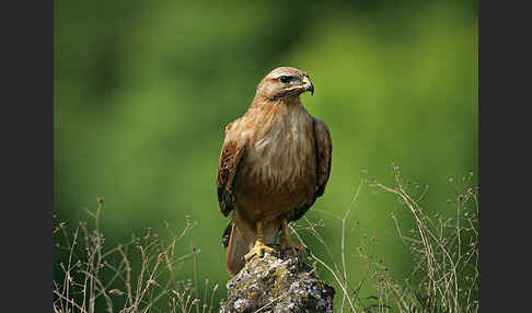 Adlerbussard (Buteo rufinus)