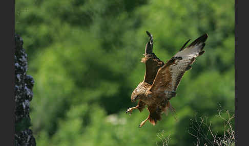 Adlerbussard (Buteo rufinus)