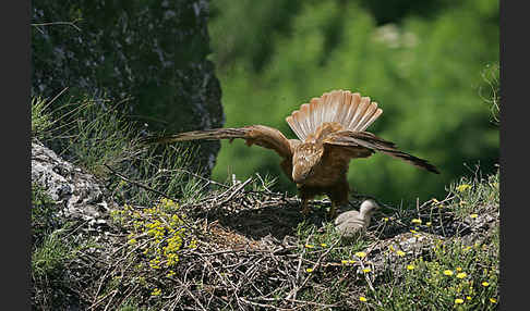 Adlerbussard (Buteo rufinus)