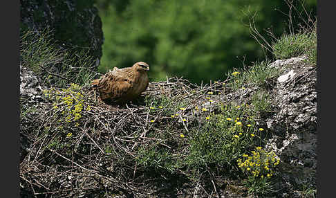 Adlerbussard (Buteo rufinus)