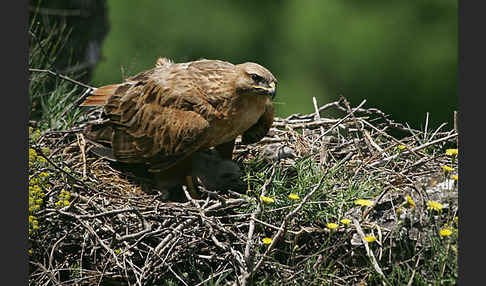 Adlerbussard (Buteo rufinus)