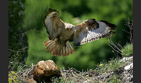 Adlerbussard (Buteo rufinus)