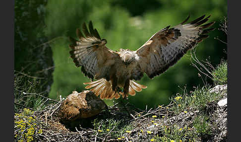 Adlerbussard (Buteo rufinus)