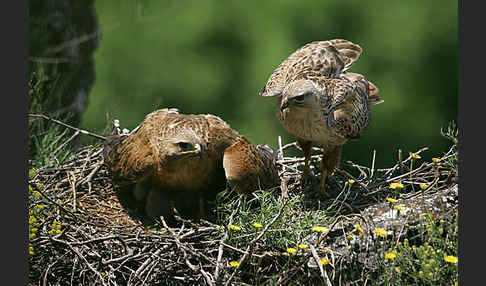 Adlerbussard (Buteo rufinus)