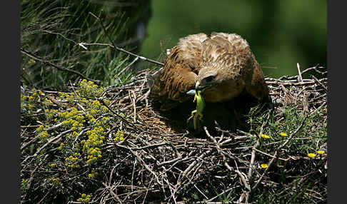 Adlerbussard (Buteo rufinus)