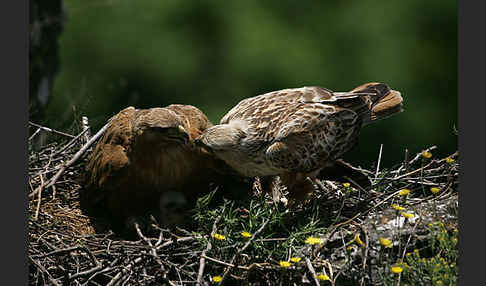 Adlerbussard (Buteo rufinus)