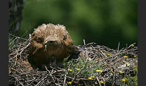 Adlerbussard (Buteo rufinus)