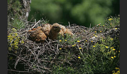 Adlerbussard (Buteo rufinus)