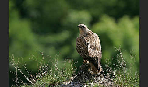 Adlerbussard (Buteo rufinus)