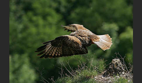 Adlerbussard (Buteo rufinus)