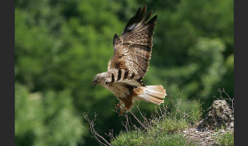 Adlerbussard (Buteo rufinus)