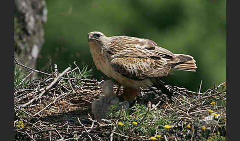 Adlerbussard (Buteo rufinus)